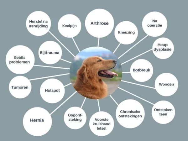 Onophoudelijk Relatief behandeling Pijnstiller hond - Huisdieren Academy